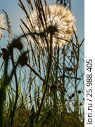 Huge dandelion on summer meadow in the Crimea. Стоковое фото, фотограф Юлия Машкова / Фотобанк Лори