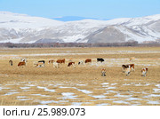 Прибайкалье, коровы пасутся в долине реки Анга. Стоковое фото, фотограф Овчинникова Ирина / Фотобанк Лори