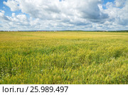 Поле ржи на фоне голубого неба с облаками. Стоковое фото, фотограф Елена Коромыслова / Фотобанк Лори
