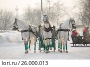 January 20 - 2013, Russia Troyka -three horses racing - winter President Cup of Russia in Moscow. Редакционное фото, фотограф Александр Новиков / Фотобанк Лори
