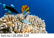 Small fishes inThe Indian Ocean. Стоковое фото, фотограф М / Фотобанк Лори