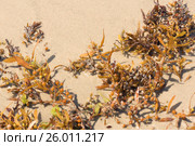 Саргасс, или Саргассум (лат. Sargassum), или Саргассовые водоросли, или «морской виноград», — род морских бурых водорослей семейства саргассовых (Sargassaceae) на песке (2017 год). Стоковое фото, фотограф Ирина Кожемякина / Фотобанк Лори