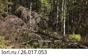 Summer impassable taiga in Klyuchevskoy Nature Park stock footage video (2017 год). Редакционное видео, видеограф Юлия Машкова / Фотобанк Лори
