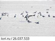 Чайка озерная. Black-headed (Larus ridibundus). Стоковое фото, фотограф Василий Вишневский / Фотобанк Лори