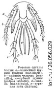 Ротовые органы блохи. Стоковая иллюстрация, иллюстратор Макаров Алексей / Фотобанк Лори