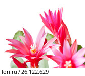 Цветки Декабриста (Schlumbergera) крупным планом, на белом фоне. Стоковое фото, фотограф E. O. / Фотобанк Лори