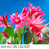 Цветущий Декабрист (Schlumbergera) на синем фоне. Стоковое фото, фотограф E. O. / Фотобанк Лори