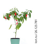 Capsicum annuum in a pot isolated on white background. Стоковое фото, фотограф Михаил Яковлев (ktynzq) / Фотобанк Лори