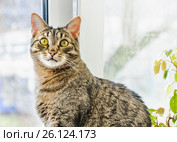 Европейский короткошерстный кот. Стоковое фото, фотограф Алёшина Оксана / Фотобанк Лори