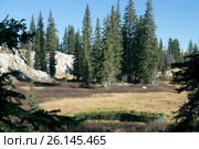 Небольшое высокогорное озеро и хвойный лес. Dog Lake , Uinta-Wasatch-Cache national forest.  Штат Юта, США (2014 год). Стоковое фото, фотограф Ирина Кожемякина / Фотобанк Лори