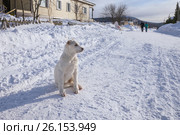 Щенок алабая (сука 4 мес.) сидит на дороге (2017 год). Редакционное фото, фотограф Светлана Попова / Фотобанк Лори