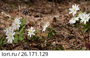 Ветреница алтайская / Anemone altaica flowers in spring siberian forest. Стоковое видео, видеограф Сергей Пристяжнюк (Serg Zastavkin) / Фотобанк Лори