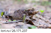 Серая жаба / Bufo bufo or European toad sitting in spring forest. Стоковое видео, видеограф Сергей Пристяжнюк (Serg Zastavkin) / Фотобанк Лори