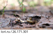 Серая жаба / Bufo bufo or European toad sitting in spring forest. Стоковое видео, видеограф Сергей Пристяжнюк (Serg Zastavkin) / Фотобанк Лори