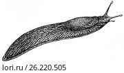 Слизень красный арион (Arion empiricorum). Виды брюхоногих. Стоковая иллюстрация, иллюстратор Макаров Алексей / Фотобанк Лори