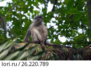 Dusky leaf monkey (2014 год). Стоковое фото, фотограф Татьяна Карасева / Фотобанк Лори