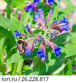 Медуница мягчайшая ( лат. Pulmonaria mollis ). Цветущее растение и Шмель ( лат. Bombus ) собирающий нектар. Стоковое фото, фотограф Евгений Мухортов / Фотобанк Лори