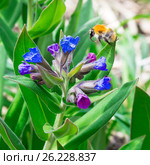 Медуница мягчайшая ( лат. Pulmonaria mollis ). Цветущее растение и Шмель ( лат. Bombus ) собирающий нектар. Стоковое фото, фотограф Евгений Мухортов / Фотобанк Лори