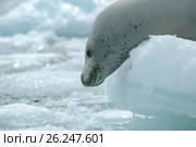 Crabeater seals on the ice. Стоковое фото, фотограф Vladimir / Фотобанк Лори