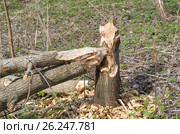 Дерево, поваленное бобрами (2017 год). Стоковое фото, фотограф Елена Коромыслова / Фотобанк Лори