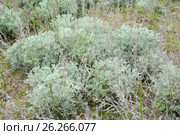 Полынь австрийская (Artemisia austriaca Jacq. ), молодые растения весной. Стоковое фото, фотограф Ирина Борсученко / Фотобанк Лори