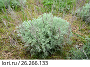Молодое растение полыни австрийской (Artemisia austriaca Jacq. ) Стоковое фото, фотограф Ирина Борсученко / Фотобанк Лори