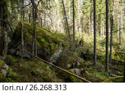 Финский лес. Стоковое фото, фотограф Андрей Селиванов / Фотобанк Лори