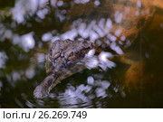 False gharia. Стоковое фото, фотограф Татьяна Карасева / Фотобанк Лори