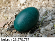 Emu egg. Стоковое фото, фотограф Татьяна Карасева / Фотобанк Лори