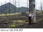Мертвый лес на Камчатке. Стоковое фото, фотограф А. А. Пирагис / Фотобанк Лори