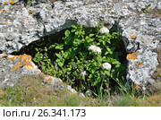 Крым, цветение калины гордовины на плато Тепе Кермен. Viburnum lantana L. (семейство Viburnaceae) Стоковое фото, фотограф Овчинникова Ирина / Фотобанк Лори