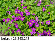 Примула Юлии (лат. Primula juliae) Стоковое фото, фотограф Елена Коромыслова / Фотобанк Лори