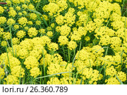 Common yellow lime green Euphorbia cyparissias, the cypress spurge, a species of plant in genus euphorbia with lime green flower. Стоковое фото, фотограф Никита Ковалёв / Фотобанк Лори