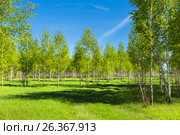 Листопадное дерево берёза (лат. Betula). Группа молодых берёз. Новосибирская область, Сибирь, Россия. Стоковое фото, фотограф Евгений Мухортов / Фотобанк Лори