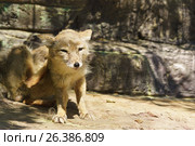 Корсак, или степная лисица (лат. Vulpes corsac) — хищное млекопитающее рода лисиц семейства псовых. Стоковое фото, фотограф Наталья Гармашева / Фотобанк Лори