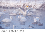 Cygnus cygnus - whooper swan flittering on Altai lake. Стоковое фото, фотограф Сергей Пристяжнюк (Serg Zastavkin) / Фотобанк Лори