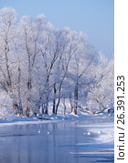 Altai river Talitsa with with couple of swans and reflection of willow trees covered by hoarfrost in water in winter. Стоковое фото, фотограф Сергей Пристяжнюк (Serg Zastavkin) / Фотобанк Лори