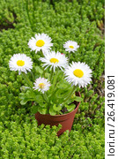 Маргаритка многолетняя (лат. Bellis perennis) в кашпо на фоне очитка едкого (лат. Sedum acre) Стоковое фото, фотограф Елена Коромыслова / Фотобанк Лори