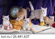 Натюрморт с книгами, глобусом, очками на столе и кошкой с котятами. Стоковое фото, фотограф Ирина Кожемякина / Фотобанк Лори
