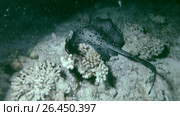 Round ribbontail ray - Taeniura meyeni swims over coral reef in the night, Indian Ocean, Maldives. Стоковое видео, видеограф Некрасов Андрей / Фотобанк Лори