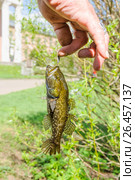 Пойманный головешка-ротан (Perccottus glenii) в руке рыбака. Стоковое фото, фотограф Алёшина Оксана / Фотобанк Лори
