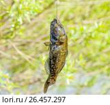 Пойманный головешка-ротан (Perccottus glenii) на крючке. Стоковое фото, фотограф Алёшина Оксана / Фотобанк Лори