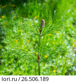 Хвощ лесной (лат. Equisetum sylvaticum). Многолетнее травянистое растение. Стоковое фото, фотограф Евгений Мухортов / Фотобанк Лори