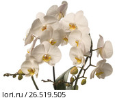 Lot of amazing white orchids. Isolated on a white background. Стоковое фото, фотограф Дмитрий Петраков / Фотобанк Лори