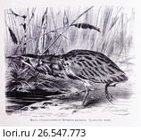 Выпь обыкновенная (Botaurus stellaris) —  рисунок из книги А. Брэма "Жизнь животных" 1896 г. Стоковая иллюстрация, иллюстратор Вера Смолянинова / Фотобанк Лори