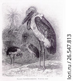 Марабу (Leptoptilos crumenifer) —  рисунок из книги А. Брэма "Жизнь животных" 1896 г. Стоковая иллюстрация, иллюстратор Вера Смолянинова / Фотобанк Лори