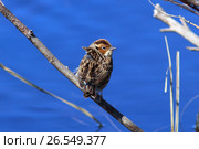 Овсянка-крошка (Ocyris pusilla). Птица на ветке на фоне голубой воды. Ямало-Ненецкий автономный округ. Стоковое фото, фотограф Григорий Писоцкий / Фотобанк Лори