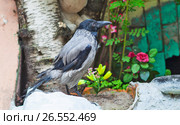 Ворона серая, Corvus cornix, Hooded. Стоковое фото, фотограф Сергей Афанасьев / Фотобанк Лори