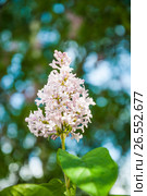 Сирень венгерская (Syringa josikaea) бледно розовая. Стоковое фото, фотограф Алёшина Оксана / Фотобанк Лори