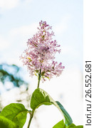 Бледно розовая венгерская сирень (Syringa josikaea) Стоковое фото, фотограф Алёшина Оксана / Фотобанк Лори